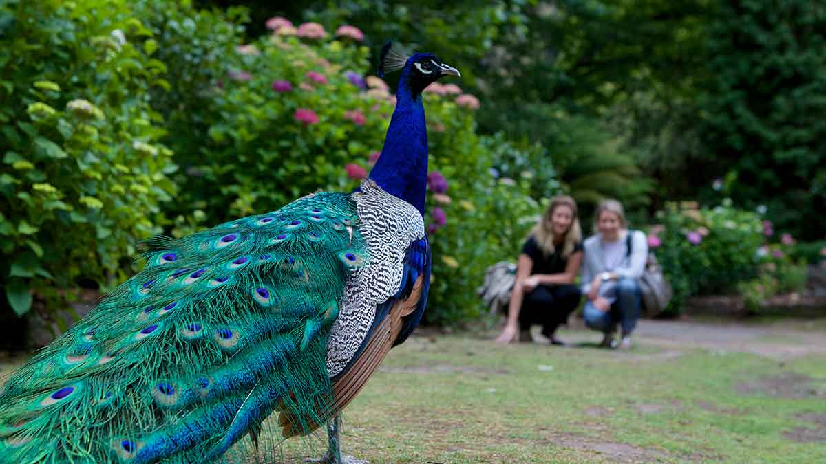 Two people standing back watching a peacock