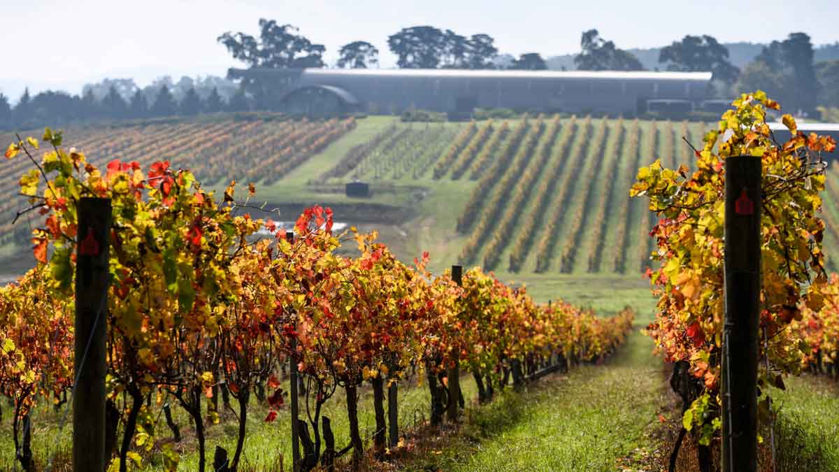 Levantine Hill (Yarra Valley) in autumn Image: Visit Victoria