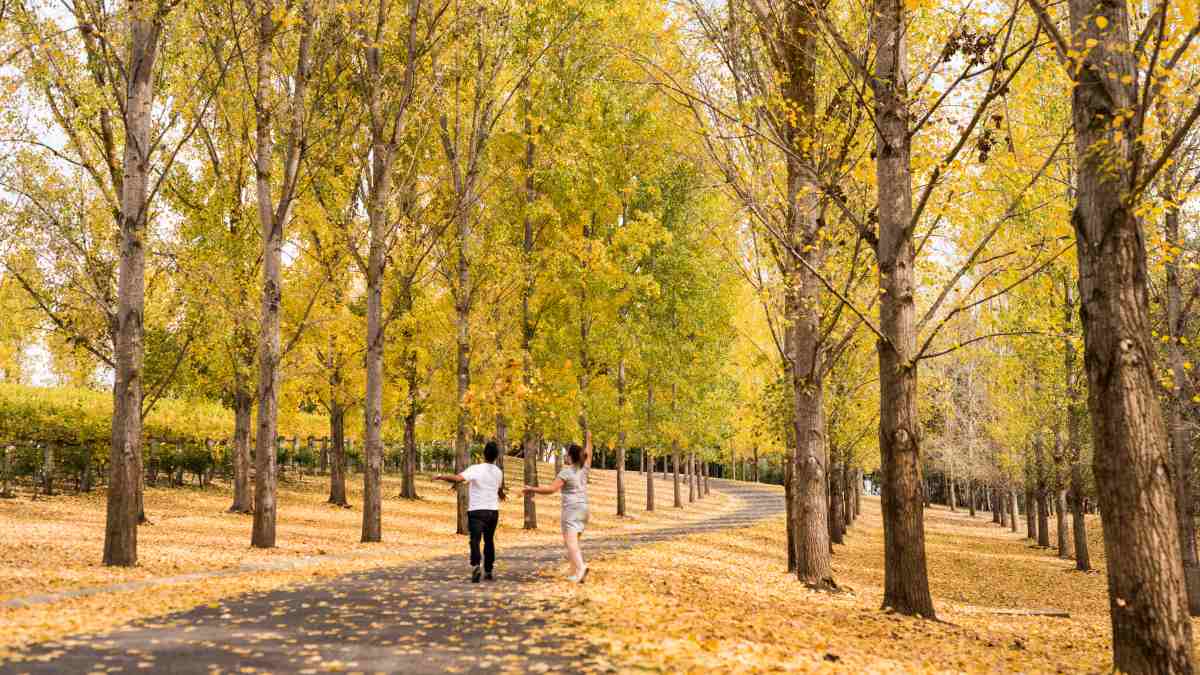 The glorious glow of the leaves in TarraWarra, Yarra Valley. Image: Visit Victoria