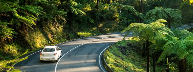 A white car driving along the Black Spur, a winding road through cool climate rainforest, in the Dandeongs