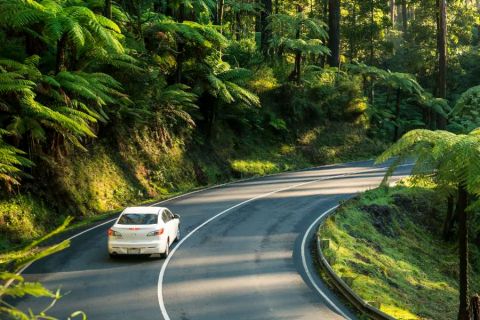 A white car driving along the Black Spur, a winding road through cool climate rainforest, in the Dandeongs