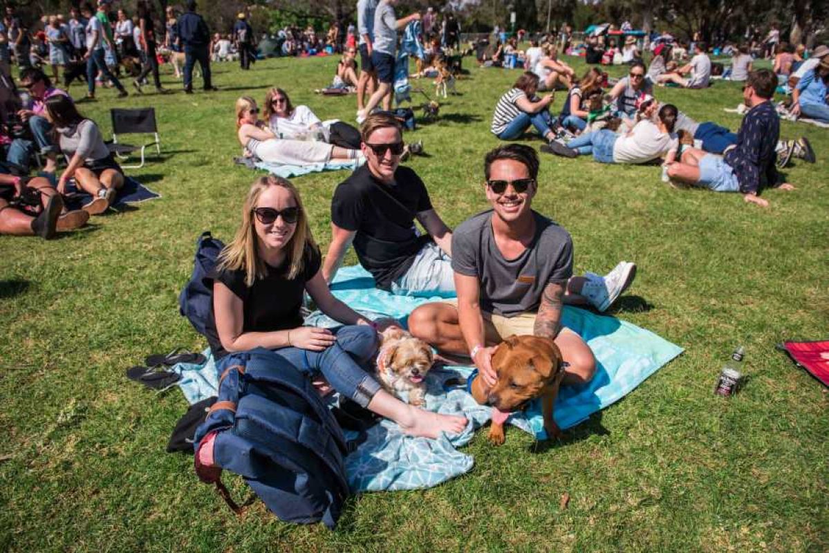 People with dogs on a picnic rug