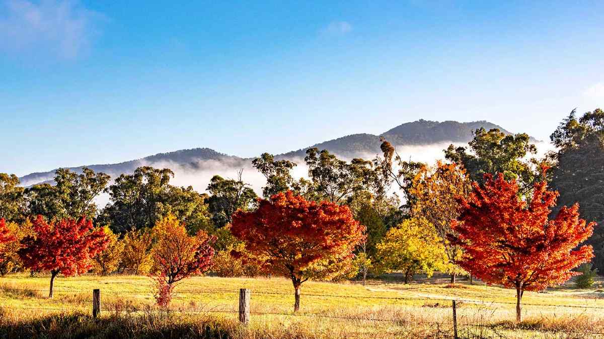 Row of red trees in Bright