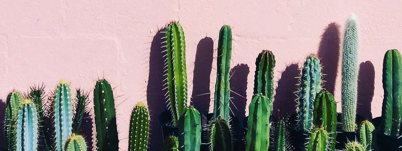 The great cactus comeback | RACV