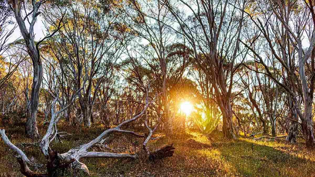 Sun shines through trees in Dinner Plain