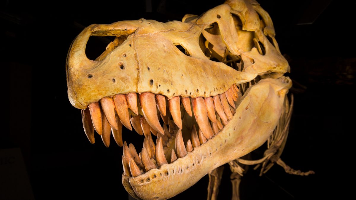 Dinosaur-bones-teeth-1200x675-feature