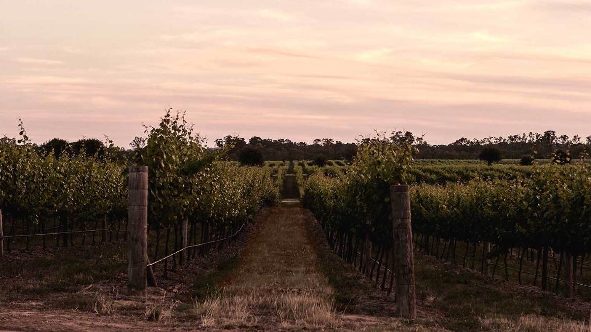 Vineyards at Mitchelton Winery