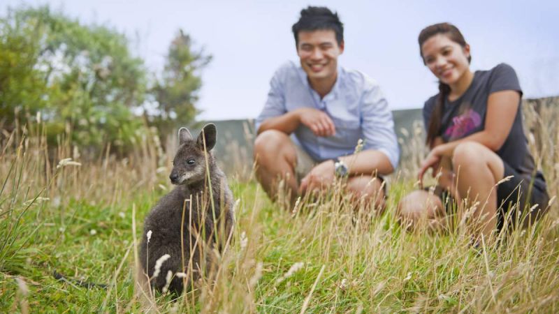couple crouching looking at swamp wallaby