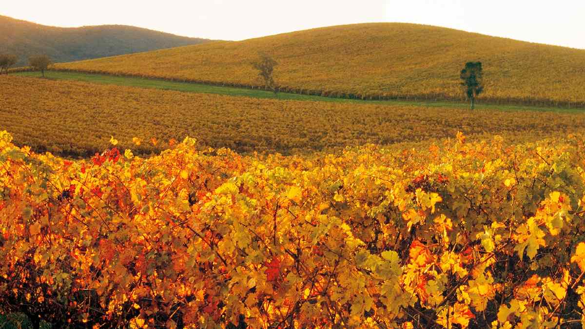 Golden views in the Yarra Valley. 