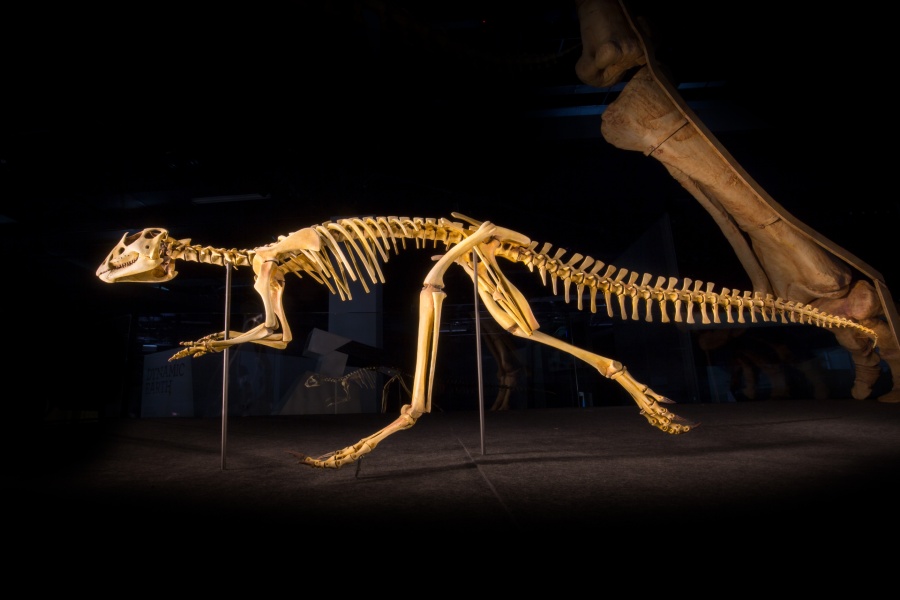 Victoria's dinosaur detectives | RACV