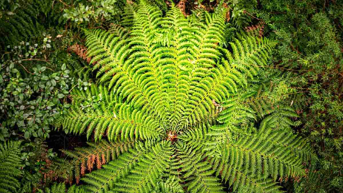 Green fern at Otway Fly