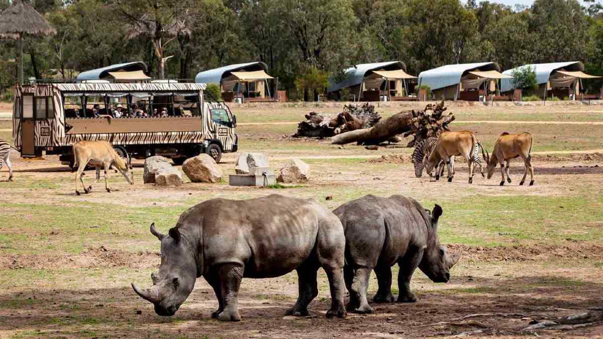 Rhinos and zebra at Taronga Zoo