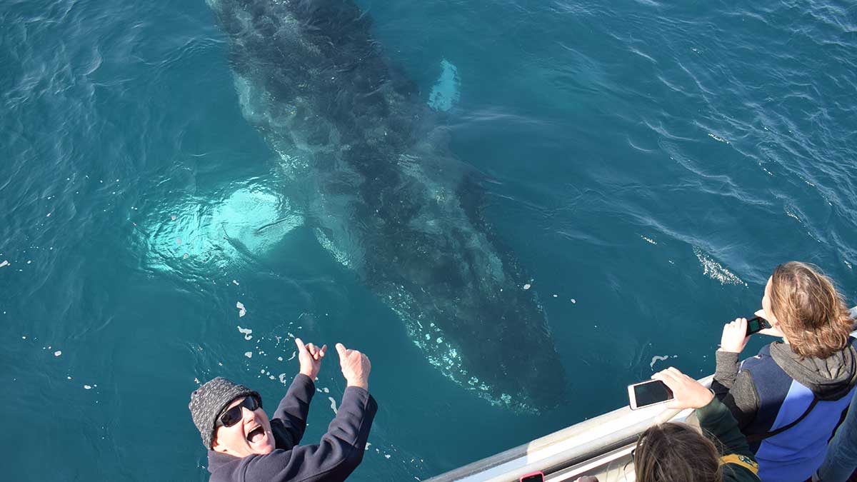 people on a whale watching cruise