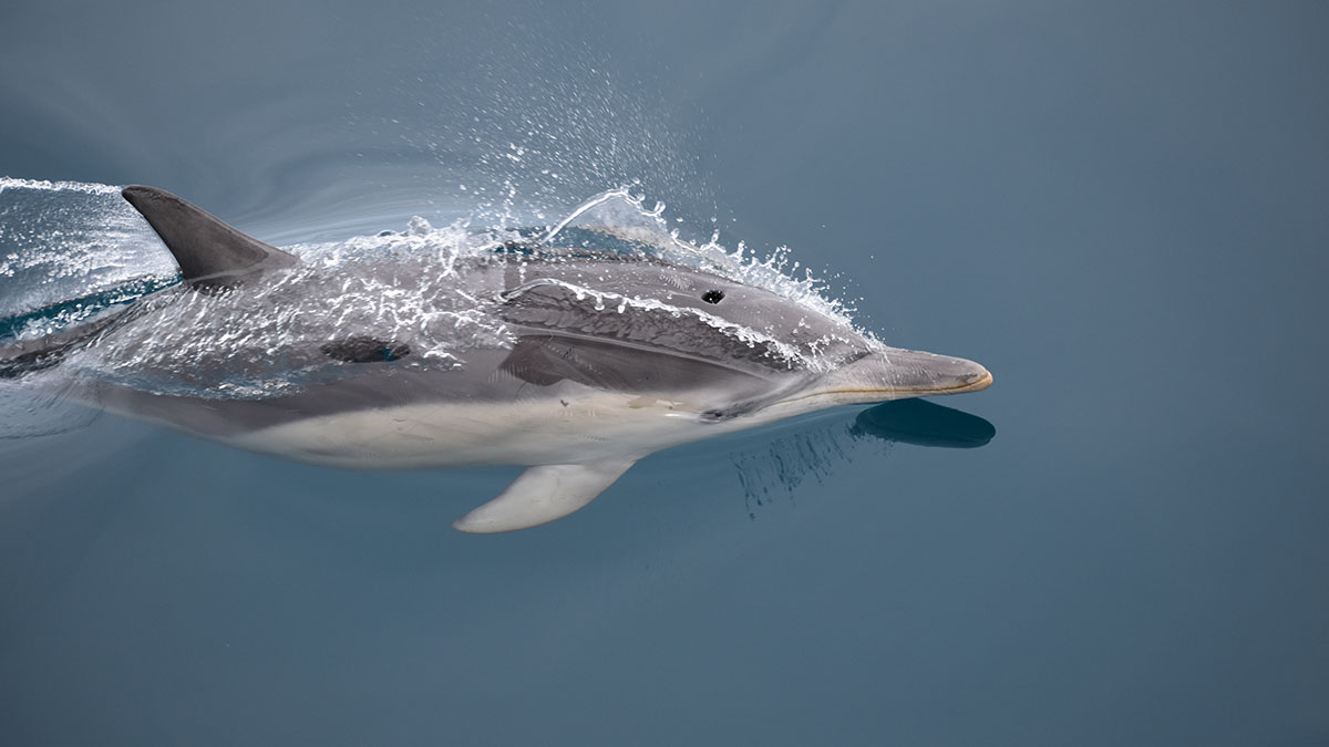 Dolphin