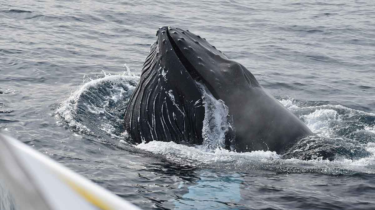 whale in the sea