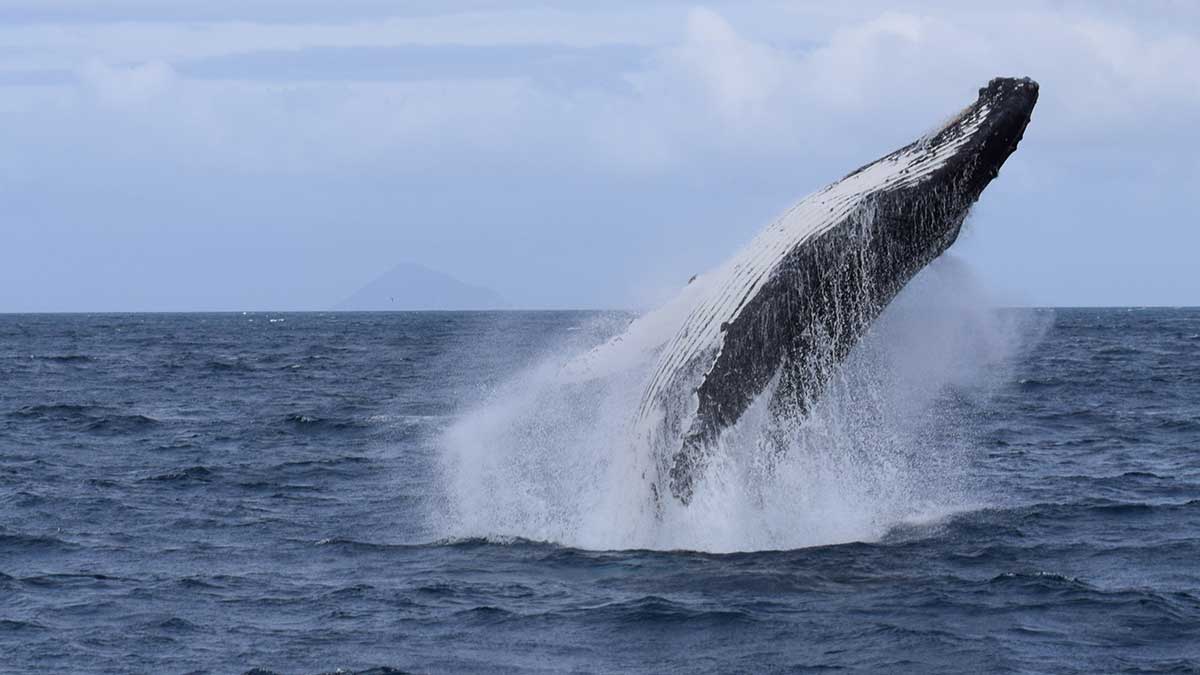 whale jumping in ocean