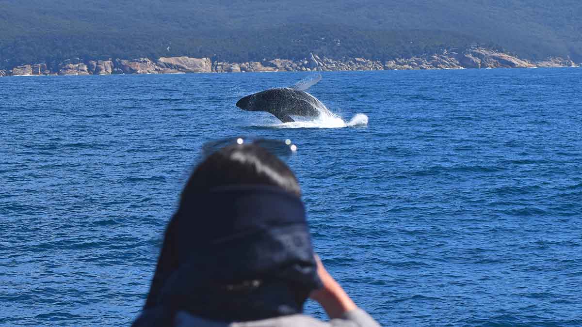 Woman photographing a humpback whale. 