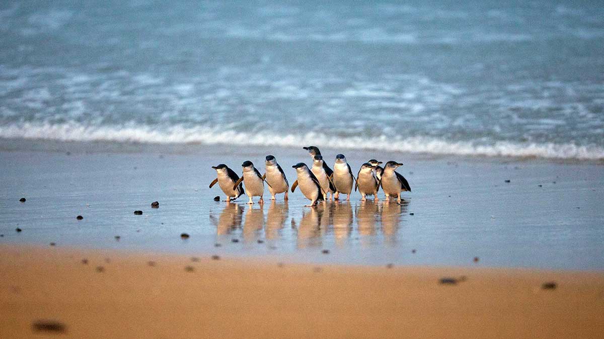 A group of penguins waddling on the beach