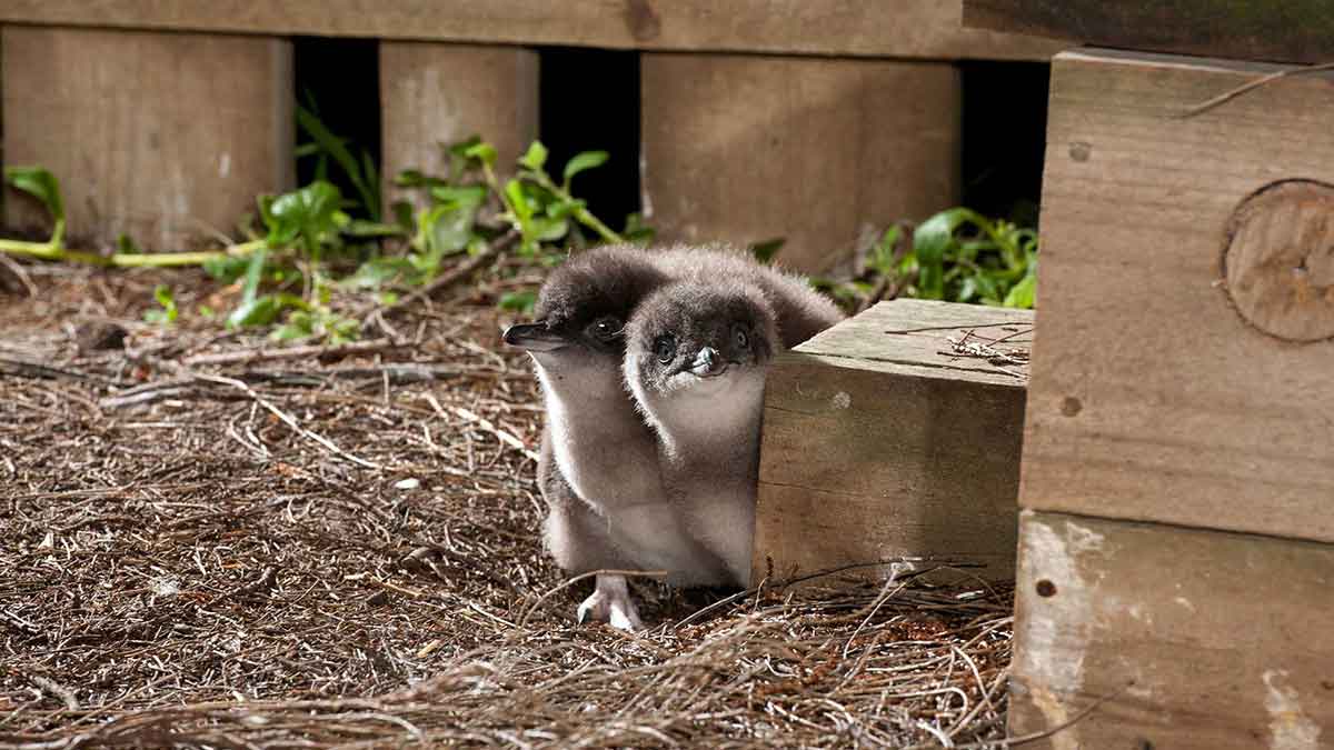 Little Penguins huddling.