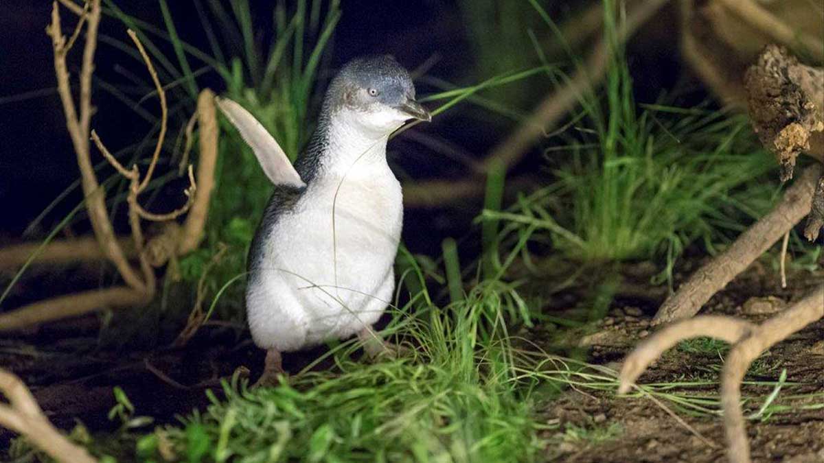 a Little Penguin.