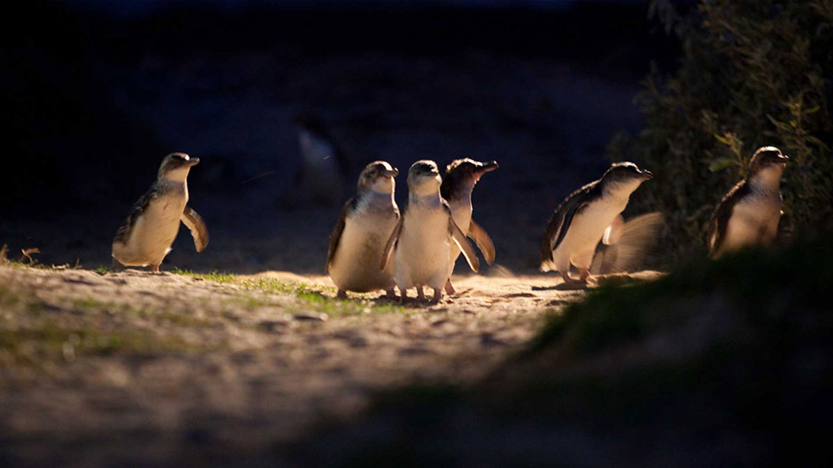 Group of penguins. 