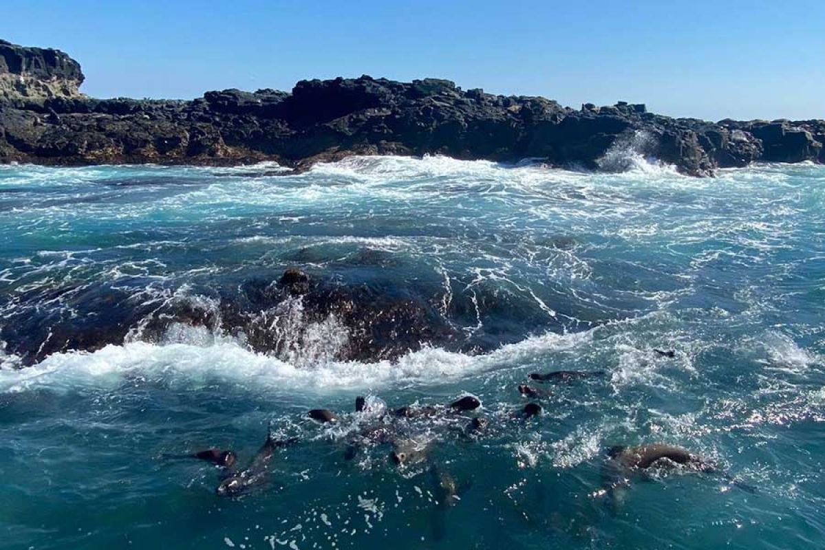 Seals at Wildlife Cruises Phillip Island