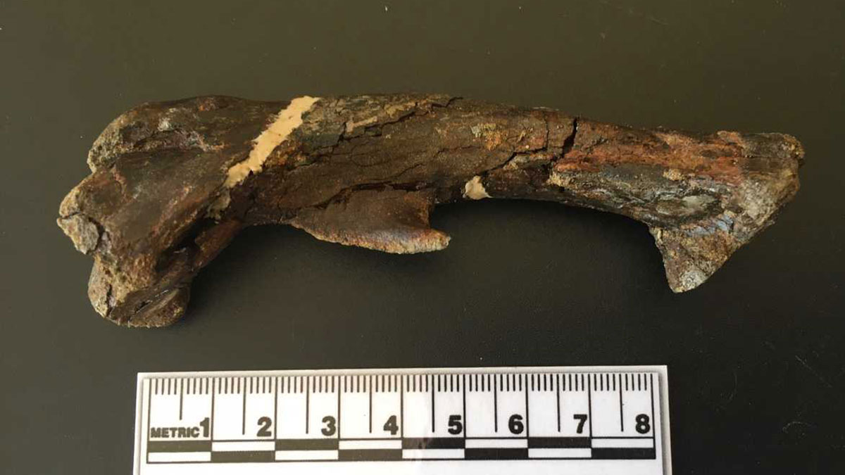 1200x6758---FinalFossil