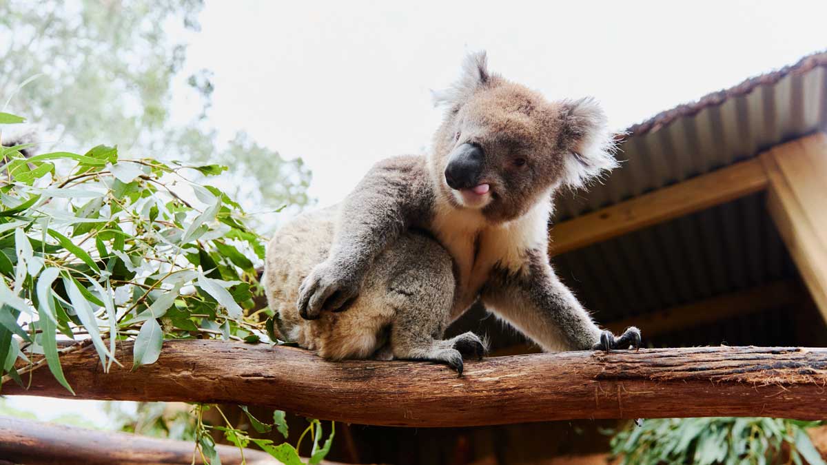 koala in a tree