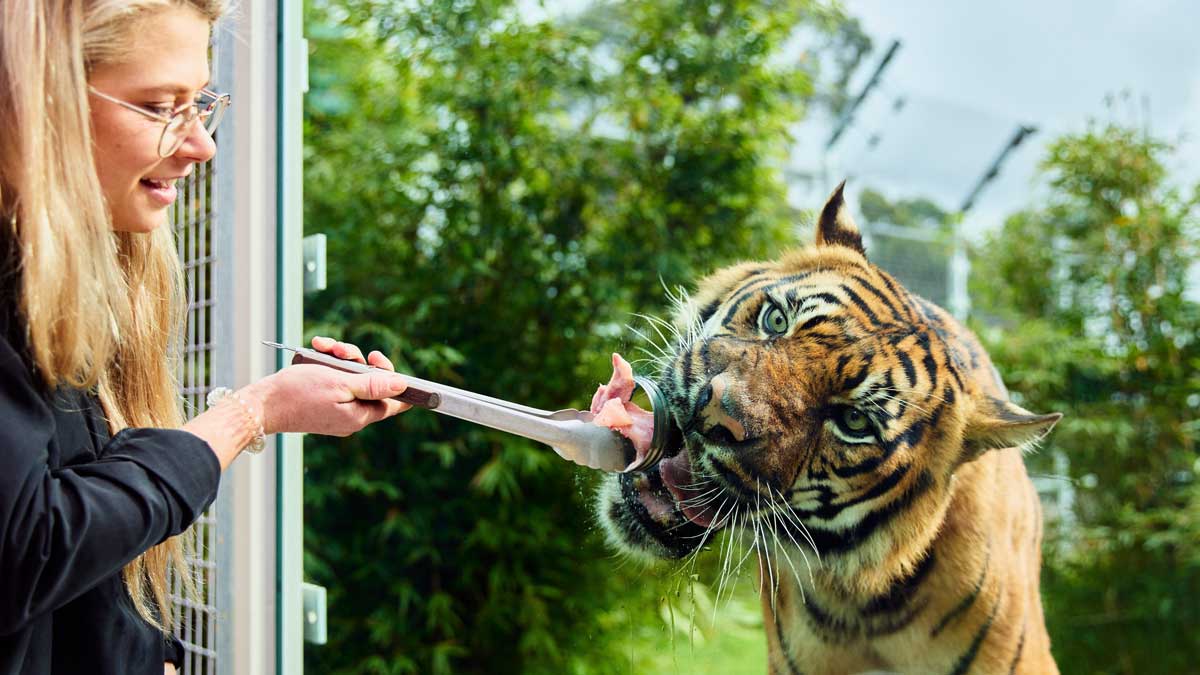 woman feeding a tiger. 