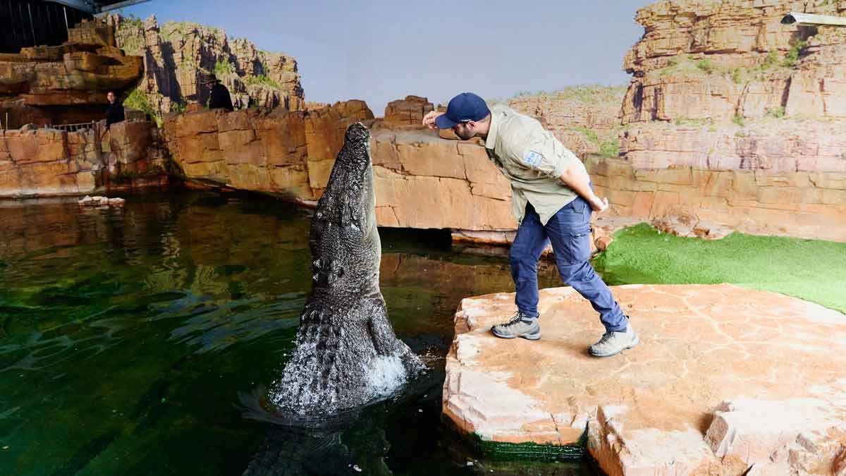 man feeding a crocodile