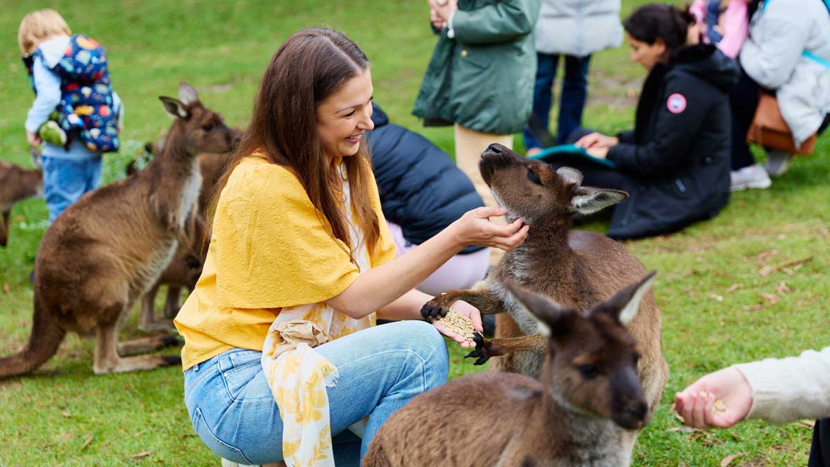 woman feeding a kangaroo