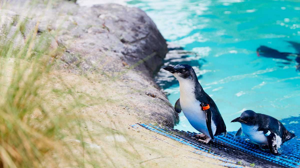 penguin in pool.