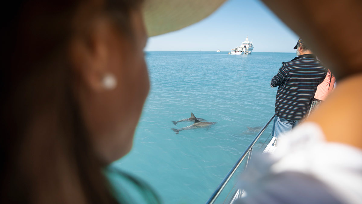 Dolphins in Roebuck Bay