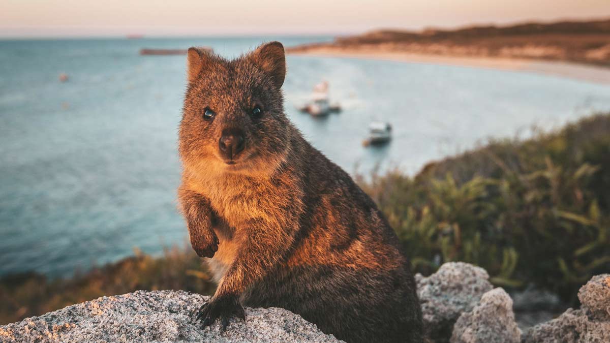 Quokka at beach