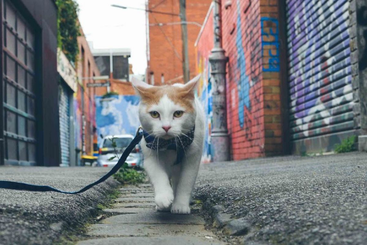 Cat exploring alley