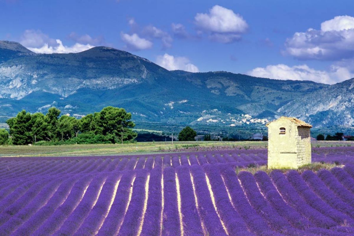 lavender in provence