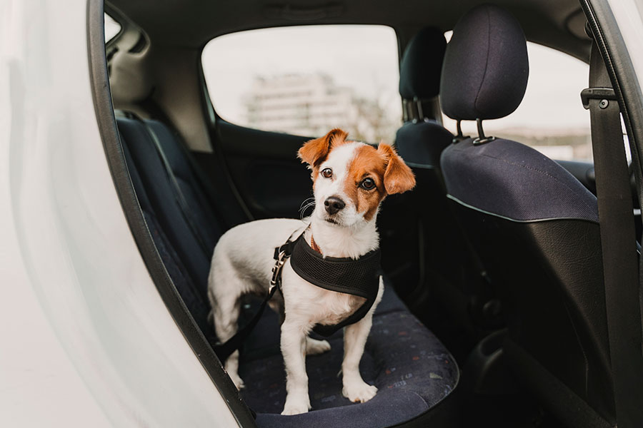 how-to-keep-your-pets-happy-when-you-travel-racv