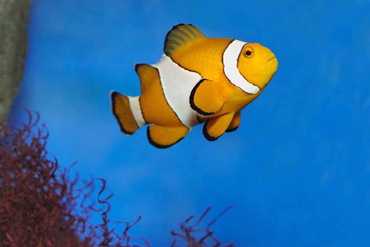 sea-life-clownfish-card