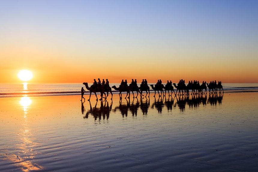 Camels walking over a horizon with a sunsetting in the background