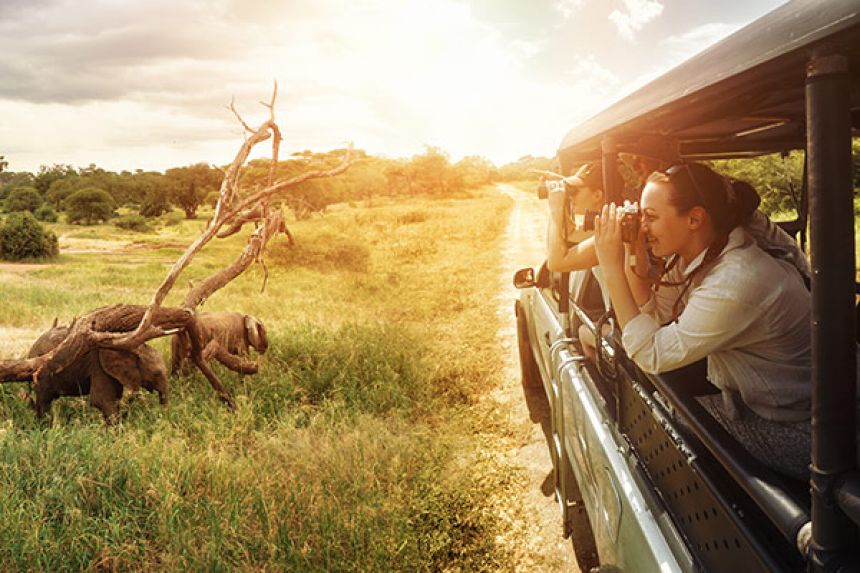 Group of people looking at wildlife