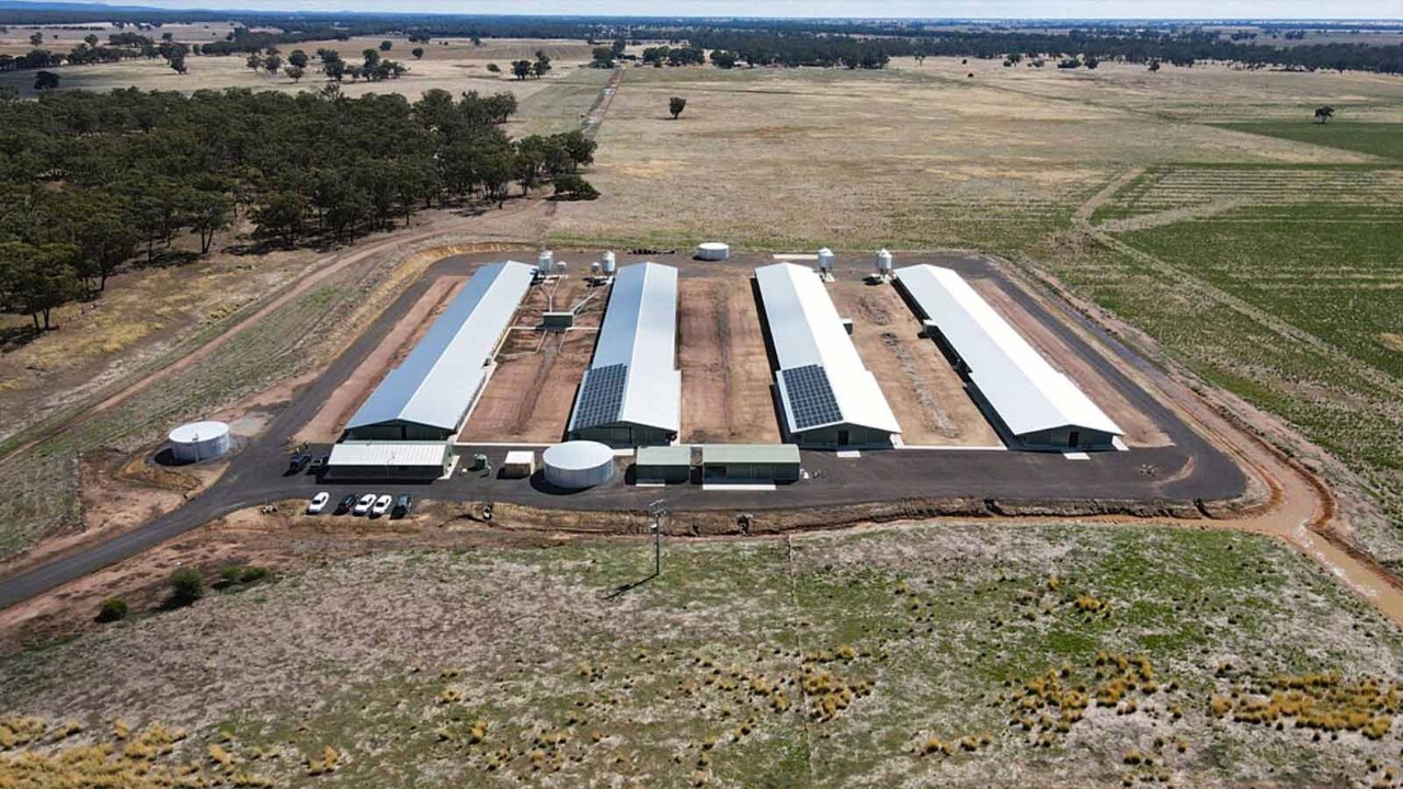 hazeldenes-chicken-farm-1600x900.jpg Aerial view of Hazeldene Chicken Farm sheds fitted with solar panelling.