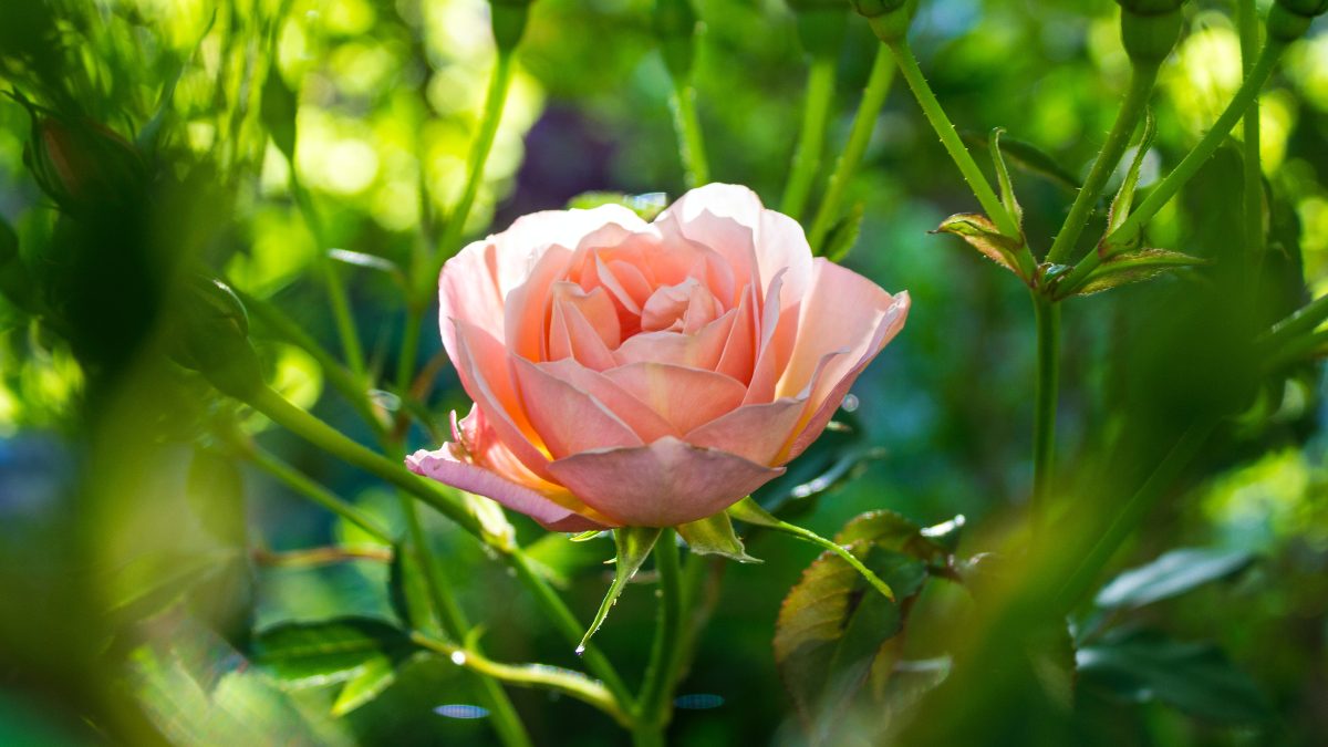 pink summer rose in a bush