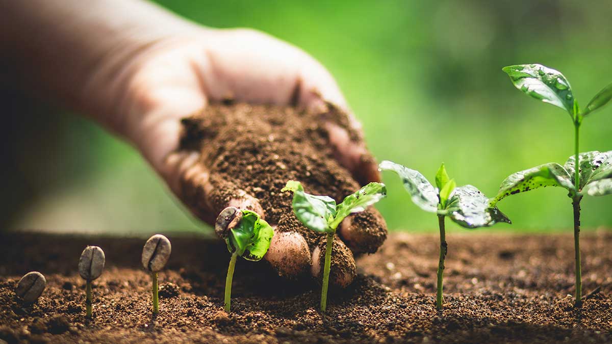 coffee grounds used in the soil