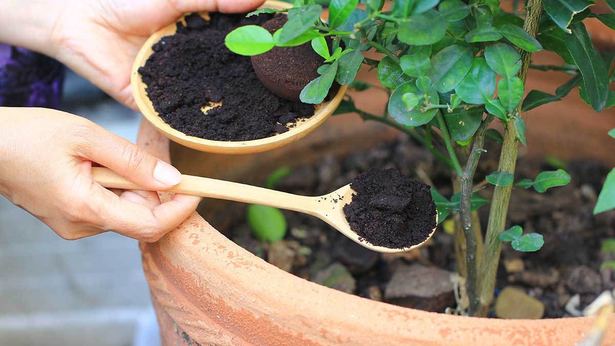 Used coffee grounds make a helpful fertiliser addition. Image: Getty.