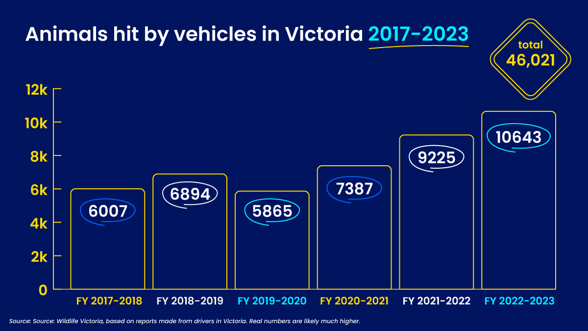 A graph showing the number of animals hit by vehicles on Victorian roads