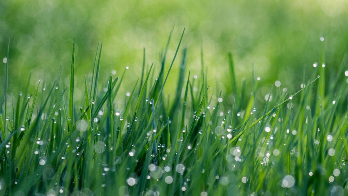 close up image of lawn with dew