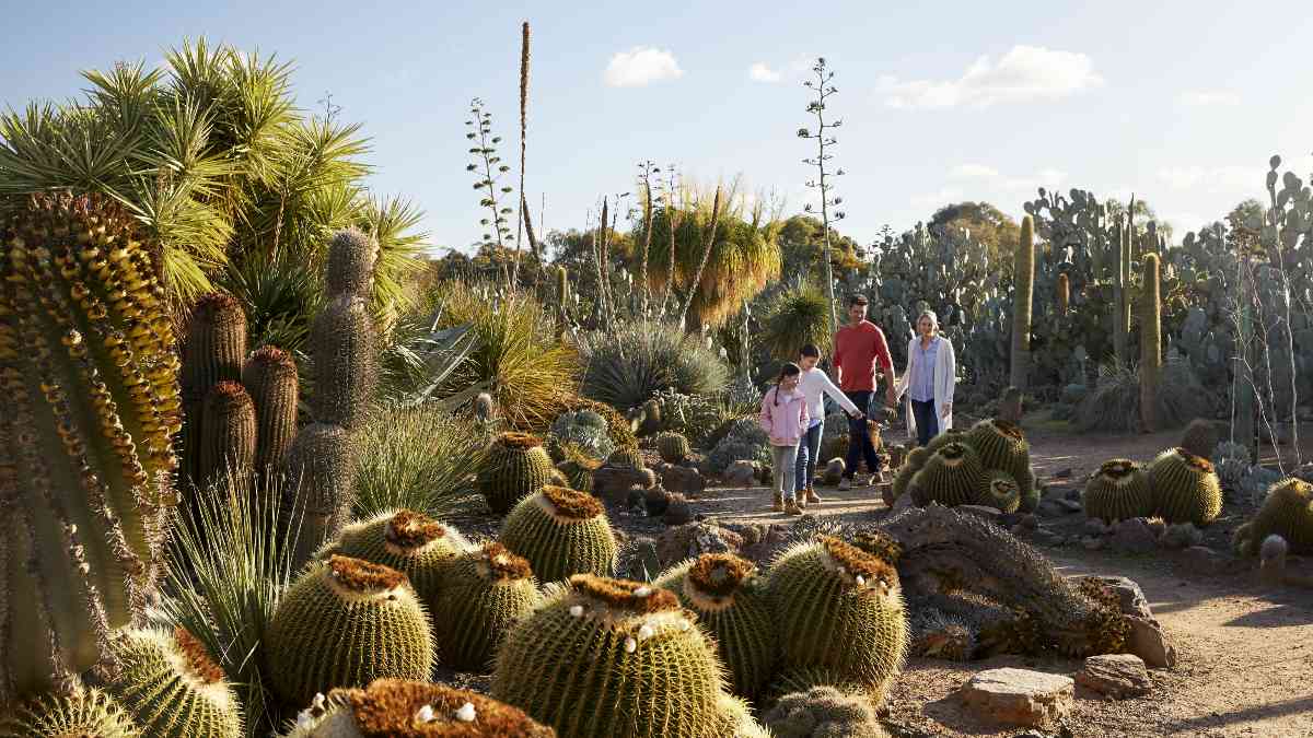 family looking at cacti