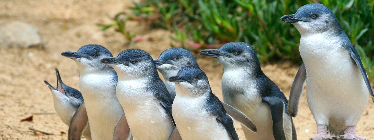 184865634 Little Peguins from Phillip Island Nature Parks