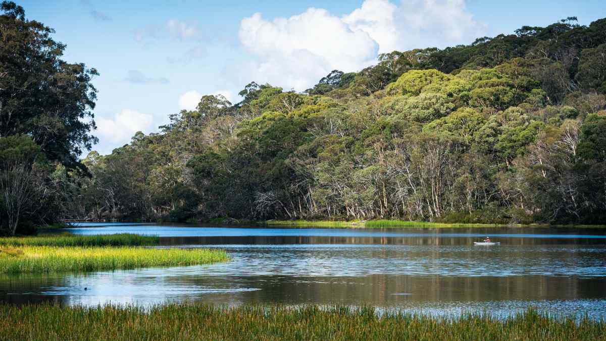 grassy blue swimming hole bordered by forest